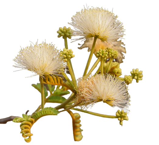 Albizia Coraria Koola Herbals Albizia Coraria Koola Herbals